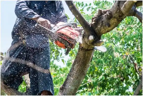 tree services Alderson